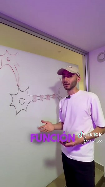 Funciones y Partes de la Neurona en el Sistema Nervioso