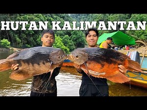 Camping in Heavy Rain 3 days adventure in the Kalimantan Forest Get red gourami fish cooked and e...