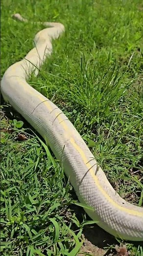 One of our HUGE Ball Python at Champion Pythons
