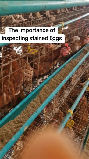Inspections for Stained Eggs in Layer Poultry Farming