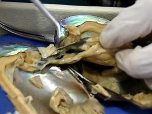 Internal Structure of the Clam 09 2