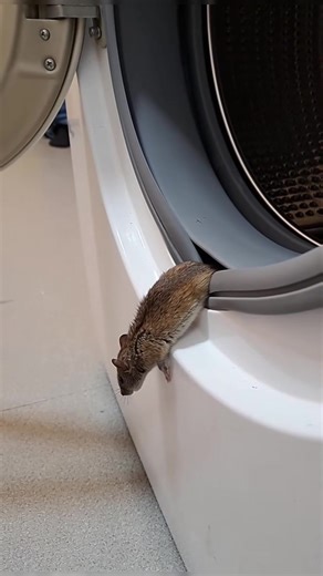 Effective Pest Control Solutions for Homes