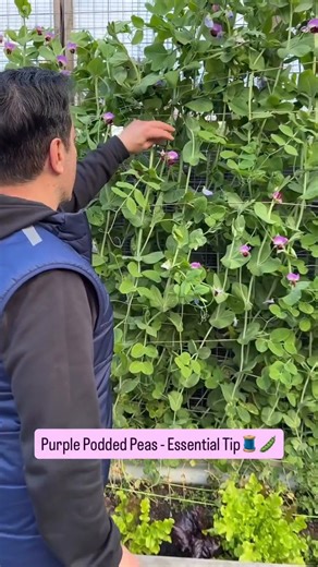 1.5K views | Protect your growing pea pods with the Jute Garden Twine from Hoselink甆 The young pea pods can easily snap or get dislodged by strong winds so it's important to secure them with the twine as they growAnd don't worry about discarding the twine later because it's made of natural plant material that will simply rot away Shop the all-natural Jute Garden Twine➡️ https://tinyurl.com/mwra78tu | Hoselink Australia | Facebook