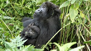 Is This Gorilla Mother Consciously Protecting Her Baby?