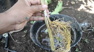 129K views · 5.9K reactions | Very enjoy, to rooting lemon | Grafting Examples | Facebook