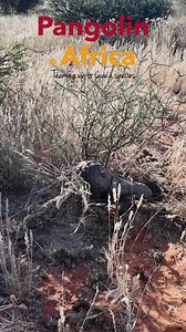 6.2K views · 247 reactions | Lucy the Pangolin rolling in lovely...