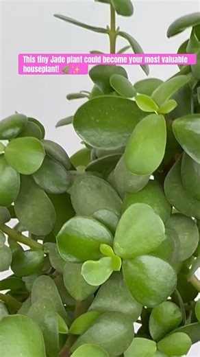 Jade Plant Growth Update 🌿 | Easy Indoor Plant for Beginners! #jadeplant #IndoorPlants #viral