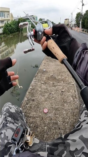 Even the small ones bite! The action is just too tempting #fishing #fishingvideo #fishinglife #sn...