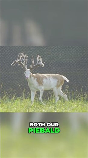 Piebald Deer Genetics: How Does Lightning Throw? #shorts