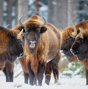 27 Types of MAMMALS Found in New Jersey! (2026)