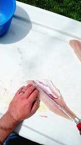 How to clean a walleye in less than two minutes! #walleye #walleyefishing #howto