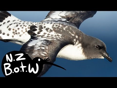 Cape petrel - New Zealand Bird of the Week