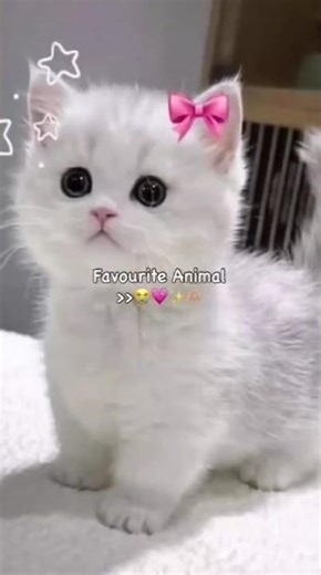 my favorite animal 😺😺🌺🌸🌼❤😫✨⭐