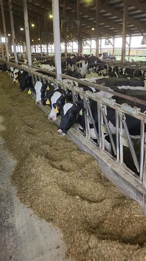 The favorite part of the tour! The cows are ready to welcome everyone! | Mapleview Dairy