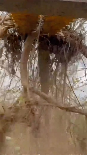 Ripping Small Trees Out #danuserintimidator #landclearing #brush