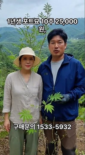 [신바람 농자재 협력업체 판매상품 1533-5931] 마가목 묘목 - 실생묘/포트묘 판매합니다