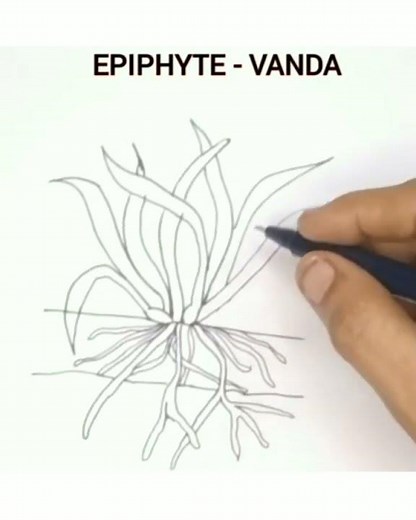 How to draw an epiphyte easily/Vanda epiphyte easy drawing/#epiphyte