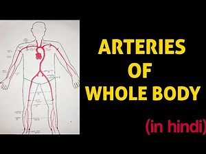 Arteries of Whole Body 💥