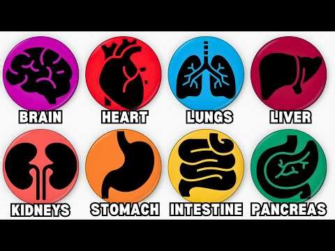 Every Evolutionary Secret of Human Organs Explained