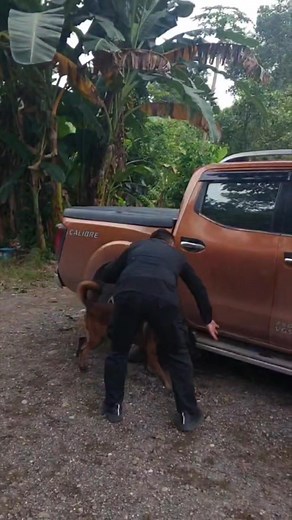 EDD Refresher Training Vehicle Search #highlights2025 #k9 #k9training | Ivan Toroba