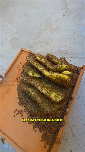 Beehive In Out The Open?! | #bee #honey #nature #shorts