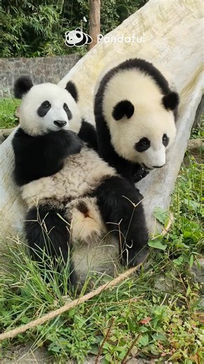 Help! A baby panda is chasing me… and honestly, I don’t even want to run. 🐼💕 #Panda #pandalife #babypanda | Pandaful