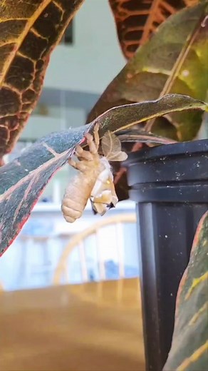 Exploring the World of Turkish Moths and Giant Silkworm Moths