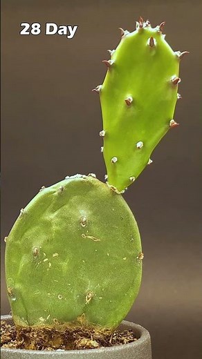 Cactus Growing Time-Lapse