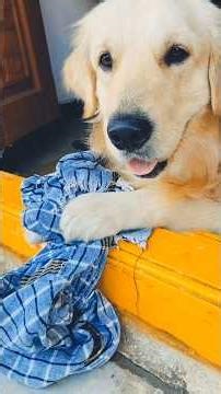 Olympic Lo Nene Win Avuthanu🥳☺️🤗#viral#trending#doglife#pets#fypシviral#ytshorts#goldenretreivers