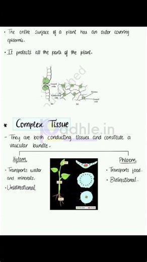 PART 2 of PLANT TISSUE class 9th/science/padle notes/biology