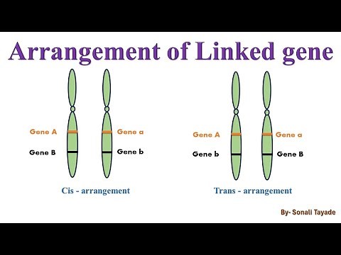 Cis and Trans arrangement of linked genes by Sonali Tayade