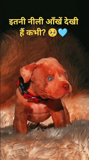 Cute Blue-Eyed Pitbull Puppy 🐶❤️#pitbull #dog #americanbully #vlog