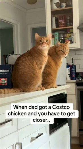 The Daily Struggles of Kittens: Life with Sharp Claws