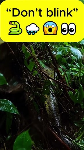 Anaconda Spotted 😳🐍 | Real GoPro Jungle Footage #usa #wildlife #viral#snake