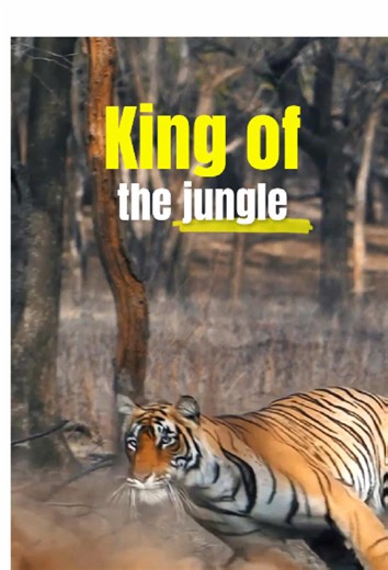 Boar vs tiger #worldwildlifeday #animallife #animals #facts | animals