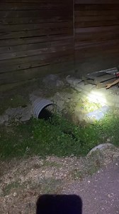 I guess we are playing with armadillos now 🫠🫠 #RaisingHarper #AdventuresWithHarper 🐸 | Shayna Nichole