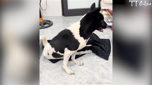 Day in the Life of a Paralyzed Dog Inspiring Animal Care Journey | This Is Su Su