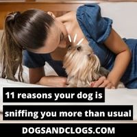 11 Reasons Your Dog Is Sniffing You More Than Usual (2023) - DogsAndClogs