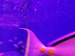 12 reactions | More Tang Tuesday! Naso Tang and Kole Tang sales! Hangout with our Naso Tang, Kole Tang, Bicolor Foxface, Green Chromis, Thompsoni Anthias, and Skunk Fish! Naso Tang was $399.99 now $299.99 and Kole Tang was $99.99 now $69.99! #anyfishyouwish . . . #aquarium #fish #aquariumhobby #exoticfish #tangs #sailfintangs #sale #anthias #skunkfish #tropicalfish #petfish #fishstore #tropicalfishstore #exoticfishstore #gerberstropicalfish | Gerber's Tropical Fish | Facebook