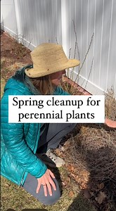 Like many aspects of gardening, the topic of spring cleanup is actually a little nuanced. I suggest waiting until we have 5 days in a row of 50 degrees because that’s easy to remember but it doesn’t apply to all insects. And then the inevitable question of whether that is day or nighttime temperatures. The best thing you can do for the insects is to wait as long as you can, leave a layer of up to one inch or so of leaves around as mulch, and chop those perennials down and leave them right there 