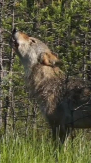 “Wolf ki asli awaaz 😲 | Real Howling Sound