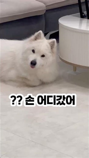 웰시코기와 같이 사는 사모예드🐶