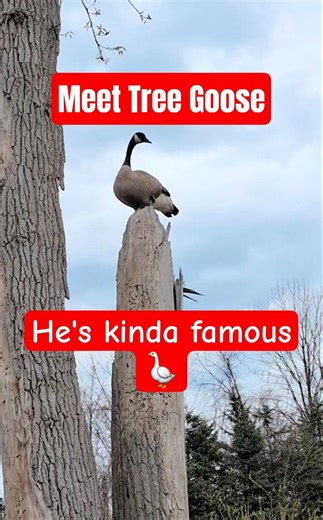 Tree Goose. #Birds #Nature #Funny #Fun #Wildlife #Animals #Shorts #Ytshorts #Edit #lol #Funnyshorts.