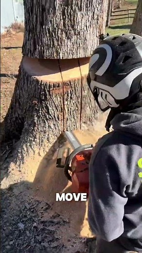 The Most Satisfying Tree Felling You'll See All Day
