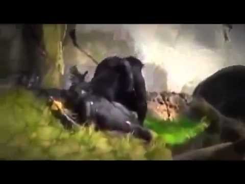 Chimpanzee Mating Breeding