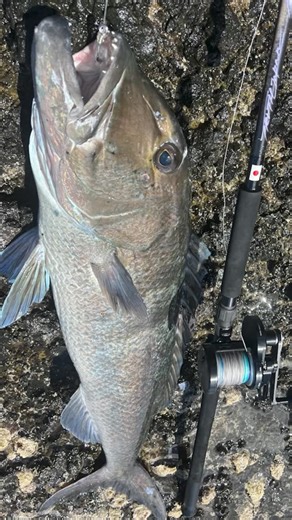 TRUTH JAPAN on Instagram: "テスト開発を進めているロックショアベイトキャスティング HH Model アオチビキ編 Tackle Rod：BlackDimension HH BAIT Casting Model Proto No.2 Reel : #OKUMA #TENMA TM-10WXA Line : #SUNLINE ULT 10号 ＋ #VARIVAS #石鯛PE 20号 20m Leader : SUNLINE #大物ハリス FC50号 6m Hook : @wayward_life_production #HRMS #ro 10 BAIT : デッドベイト ムロアジ Angler : Maeda @truthjapan #truthjapan #truth #japan #kumamoto #トゥルースジャパン #熊本 #blackdimension #bait #baitcaster #rockshore #ロックショア #磯 #アオチビキ #sarasi #大牟田 #テンマ #eyevol 11月15日（土）・16日（日）に開催される TRUT