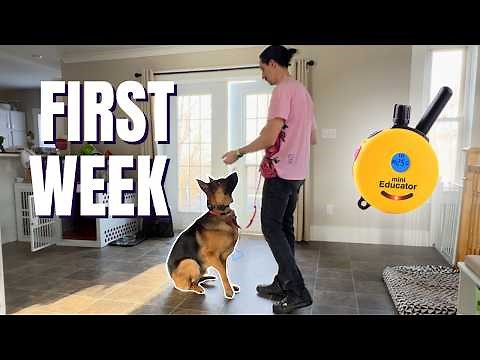 Ecollar Practice for Beginners