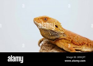 A bearded dragon lizard rests on a rock, showcasing its vibrant scales under soft lighting