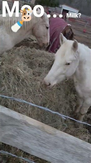 See the cow MOO...how did the cow learn to Moo? #moo #cow