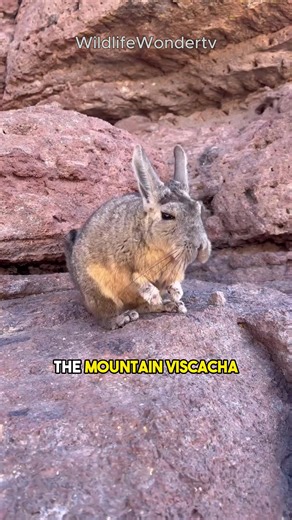 Fascinating Mountain Viscacha: The Andean Acrobat